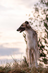 Borzoi