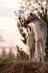 Borzoi