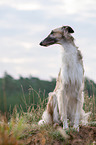 sitting Borzoi