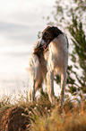 Borzoi