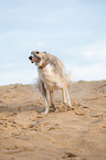 running Borzoi