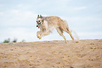 running Borzoi