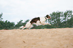 running Borzoi