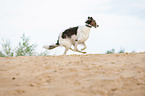 running Borzoi