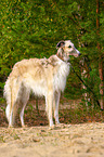 Borzoi