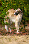 Borzoi