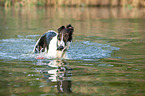 Borzoi in the water