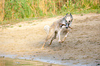 playing Borzoi