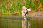 Borzoi in the water