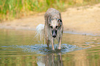 Borzoi in the water