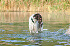 Borzoi in the water