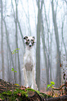 Borzoi