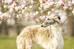 female Borzoi