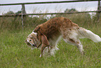 Barzoi on the meadow