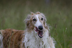 Barzoi on the meadow