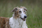 Barzoi on the meadow
