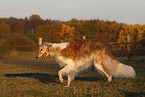 adult Borzoi