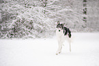 Borzoi in snow