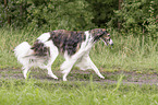 Borzoi