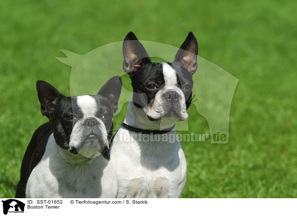 Boston Terrier / Boston Terrier / SST-01652