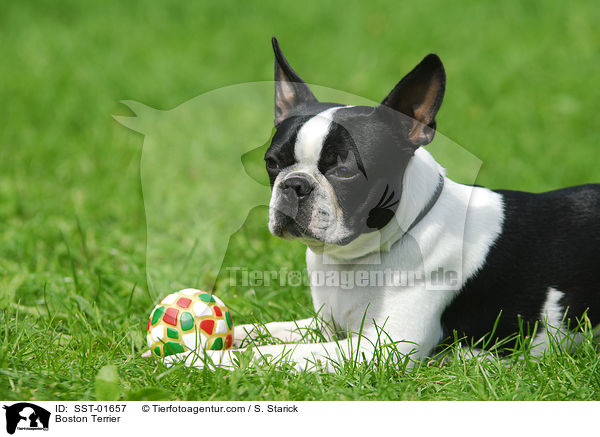 Boston Terrier / Boston Terrier / SST-01657