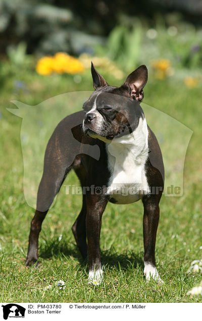 Boston Terrier / PM-03780