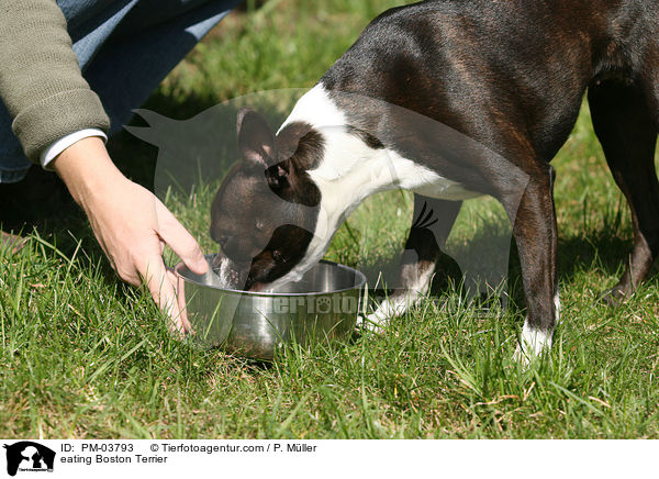 fressender Boston Terrier / eating Boston Terrier / PM-03793