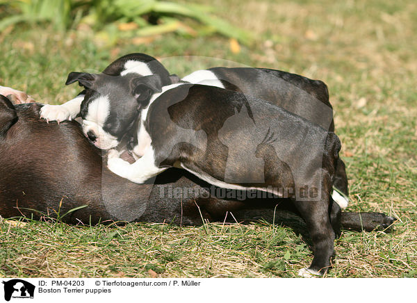 Boston Terrier Welpen / Boston Terrier puppies / PM-04203