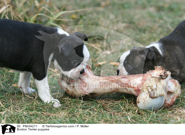 Boston Terrier Welpen / Boston Terrier puppies / PM-04211