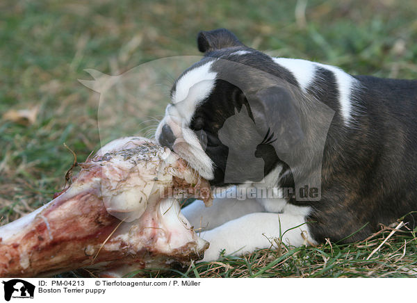 Boston Terrier Welpe / Boston Terrier puppy / PM-04213