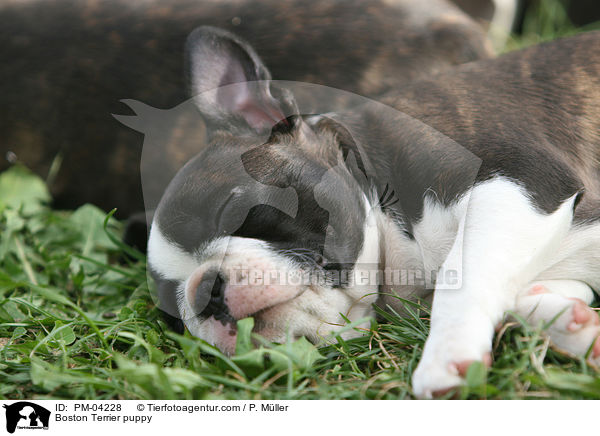 Boston Terrier Welpe / Boston Terrier puppy / PM-04228