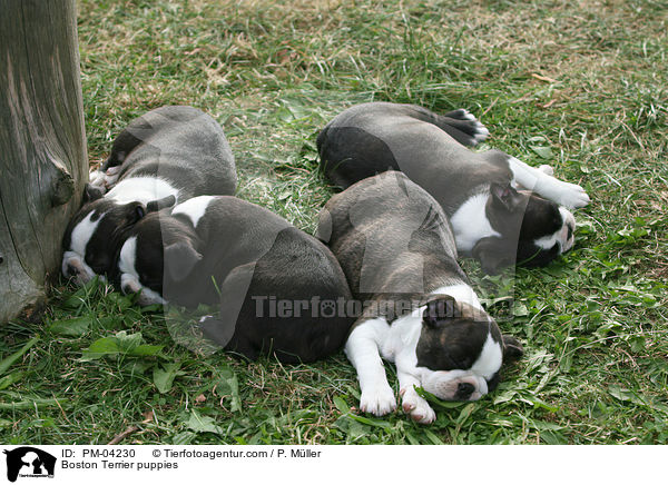 Boston Terrier Welpen / Boston Terrier puppies / PM-04230