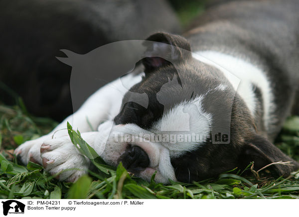Boston Terrier Welpe / Boston Terrier puppy / PM-04231