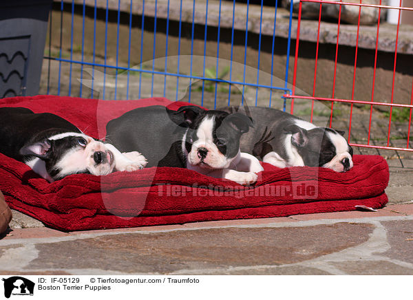Boston Terrier Welpen / Boston Terrier Puppies / IF-05129