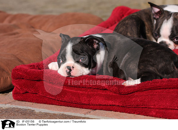 Boston Terrier Welpen / Boston Terrier Puppies / IF-05156
