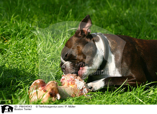 Boston Terrier / Boston Terrier / PM-04543