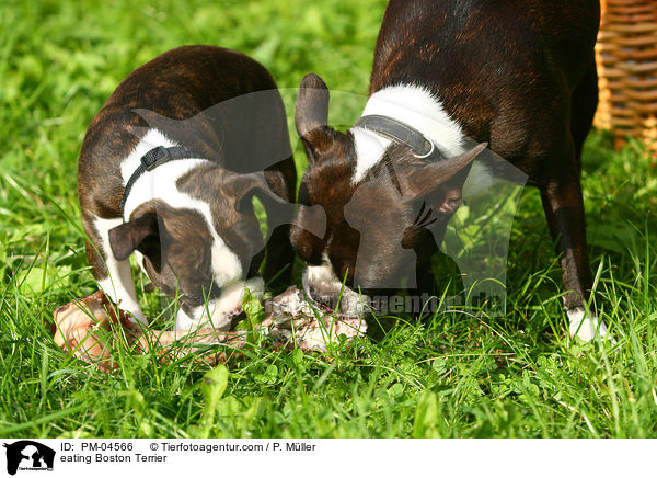 fressende Boston Terrier / eating Boston Terrier / PM-04566