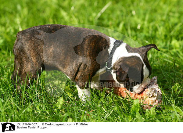 Boston Terrier Welpe / Boston Terrier Puppy / PM-04567