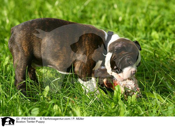 Boston Terrier Welpe / Boston Terrier Puppy / PM-04568