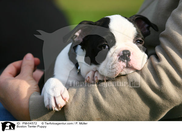 Boston Terrier Welpe / Boston Terrier Puppy / PM-04572