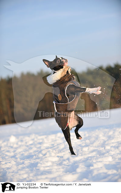springender Boston Terrier / jumping Boston Terrier / YJ-02234
