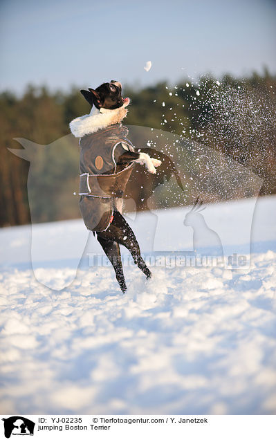 springender Boston Terrier / jumping Boston Terrier / YJ-02235