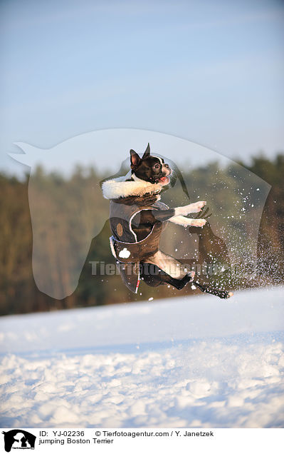 springender Boston Terrier / jumping Boston Terrier / YJ-02236