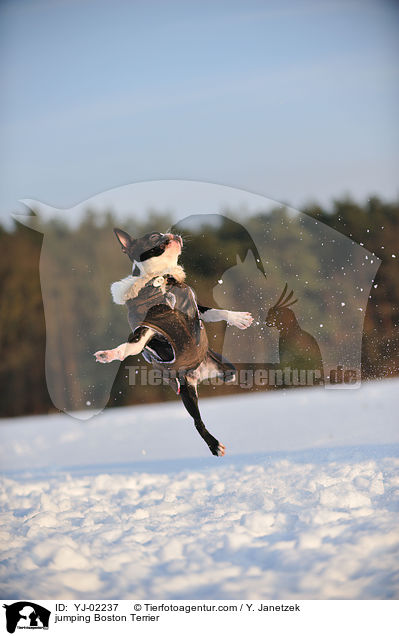 springender Boston Terrier / jumping Boston Terrier / YJ-02237