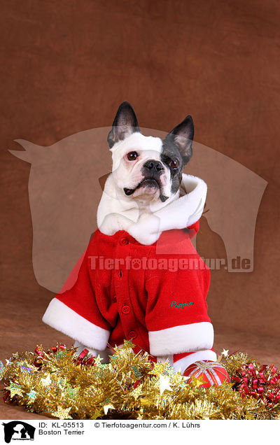 Boston Terrier / Boston Terrier / KL-05513