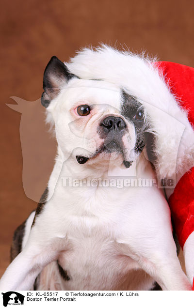 Boston Terrier Portrait / Boston Terrier Portrait / KL-05517