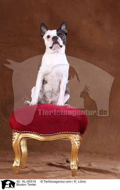 Boston Terrier / Boston Terrier / KL-05519