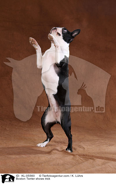 Boston Terrier macht Mnnchen / Boston Terrier shows trick / KL-05560