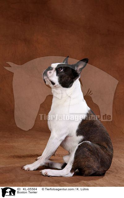Boston Terrier / Boston Terrier / KL-05564