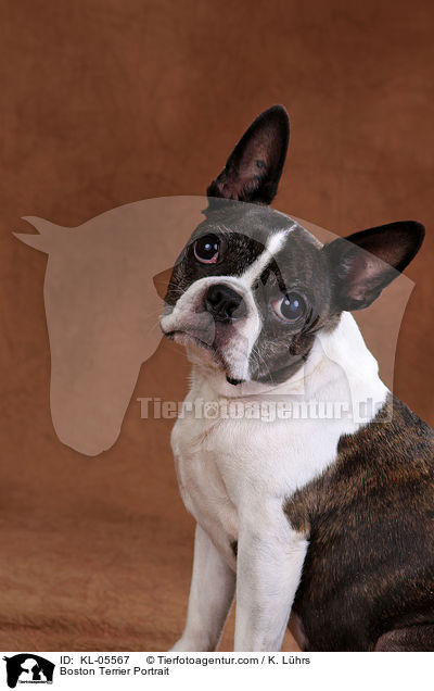Boston Terrier Portrait / Boston Terrier Portrait / KL-05567